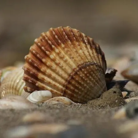 아파트 Haus Boehler Muschel *